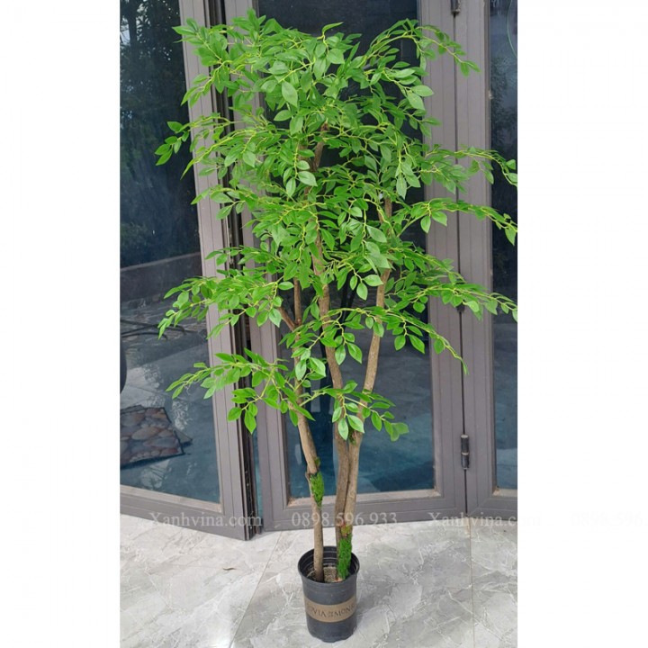 cây nam thiên trúc giả KT 150cm thân gỗ